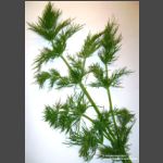 Dill (3p)